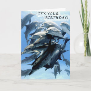 Carte Fête d'anniversaire de dauphin