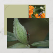 Carte Fête des insectes : Oncopeltus fasciatus/Sarcophag (Devant / Derrière)