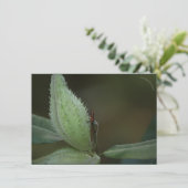 Carte Fête des insectes : Oncopeltus fasciatus/Sarcophag (Debout devant)