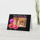 Carte Fête des mères Cavalier King Charles Daisies Card (Devant)