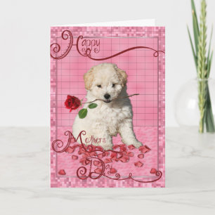 Carte Fête des mères - Rose rouge - Bichon Frise Puppy