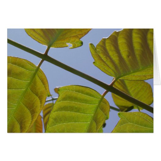 Carte feuille (Devant horizontal)