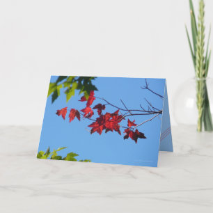 Carte Feuille d'érable rouge