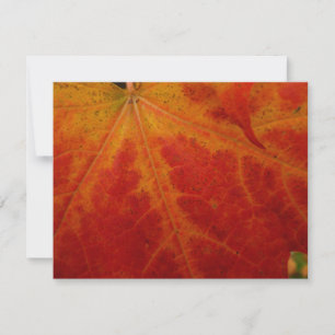 Carte Feuille d'érable rouge Abstraite Automne Photograp