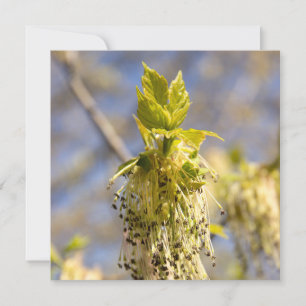 Carte Feuille mignons en photo de printemps