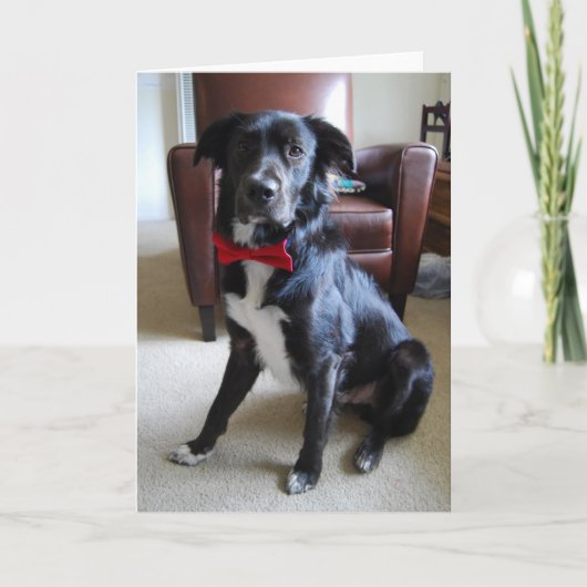 Carte Fichier de recherche (Devant)