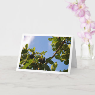 Carte Fig Tree, Blue Sky Portrait