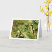 Carte Figes blanches sur le portrait d'arbre (Fleur jaune)
