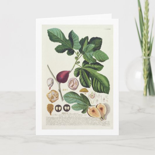 Carte Figue, gravée par 1704-67) plats de Johann Jakob (Devant)