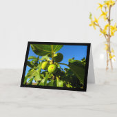Carte Figues blanches Ciel bleu (Fleur jaune)