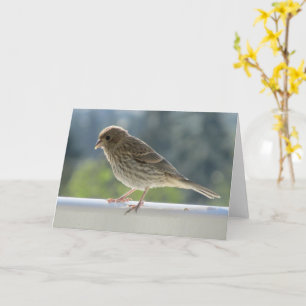 Carte Finch dans le soleil du matin.