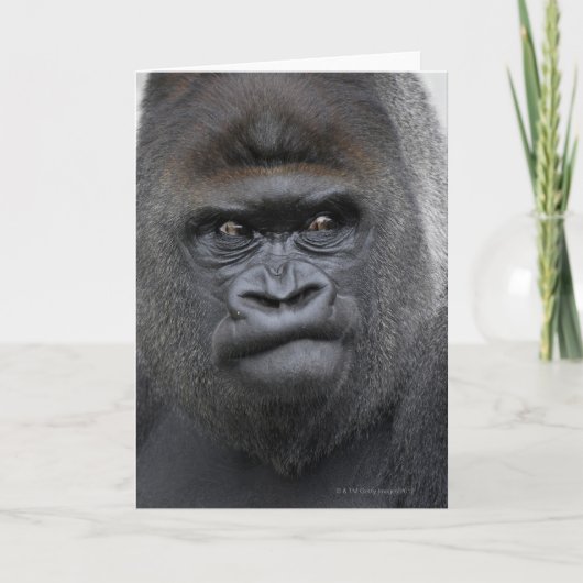 Carte Flachlandgorilla, Gorilla gorilla, (Devant)