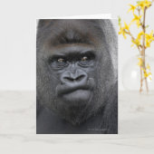 Carte Flachlandgorilla, Gorilla gorilla, (Fleur jaune)
