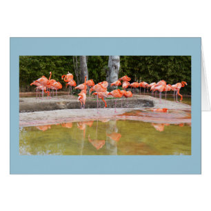 carte Flamant rose