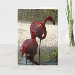 Carte Flamant rose De Voeux Pour Toutes Les Occasi