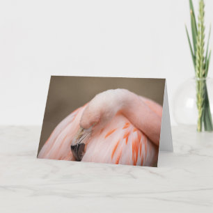 Carte Flamingo at Rest