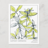 Carte Flash citron Verbena Materia Medica Herbal (Devant)