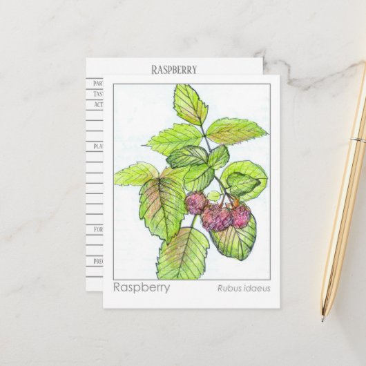 Carte Flash Raspberry Materia Medica Herbal Study (Devant/Arrière en situation)