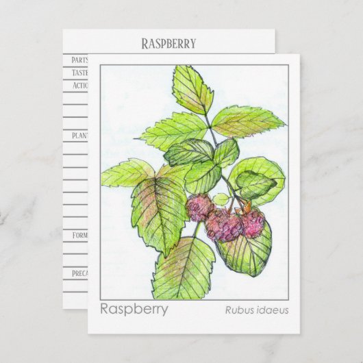 Carte Flash Raspberry Materia Medica Herbal Study (Devant / Derrière)