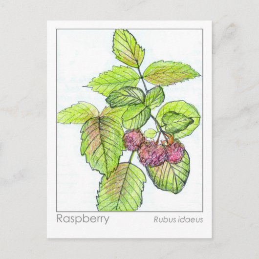 Carte Flash Raspberry Materia Medica Herbal Study (Devant)