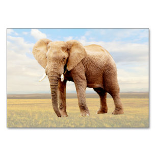 Carte flashcard d'étiquetage Elephant ABA Carte