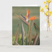 Carte Fleur (Fleur jaune)
