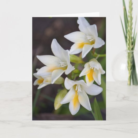 Carte Fleur #1668 (Devant)