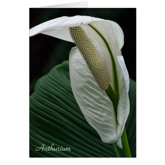 Carte : Fleur Anthurium (Devant)
