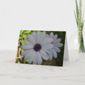 Carte Fleur Blanc Africain Daisy (Devant)