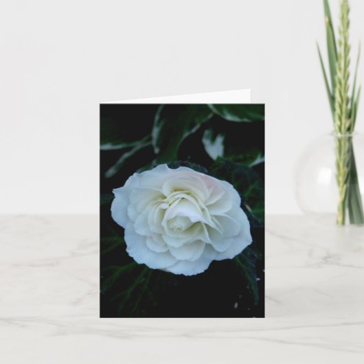 Carte Fleur blanche pure (Devant)