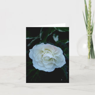 Carte Fleur blanche pure