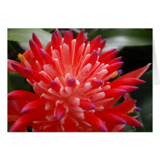 Carte Fleur Bromeliad