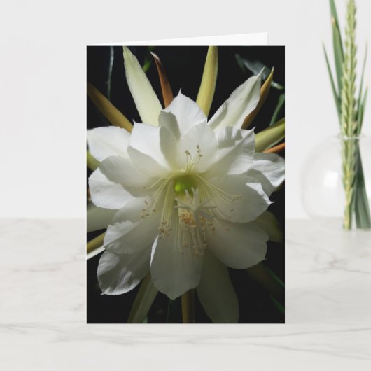 Carte Fleur Cactus (Devant)