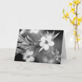 Carte Fleur canadienne de prune (Fleur jaune)