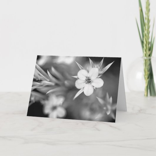 Carte Fleur canadienne de prune (Devant)