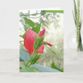 Carte Fleur Casquette et feuillage vert du Turc rouge (Devant)