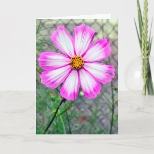 Carte Fleur Cosmos rose et blanc d'anniversaire (Devant)