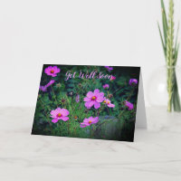 Fleur Cosmos Rose Violet Se Bien Bientôt