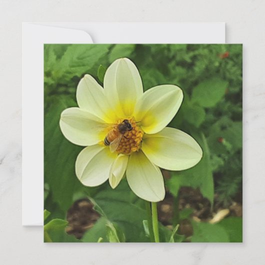 Carte Fleur Dahlia et abeille (Devant)