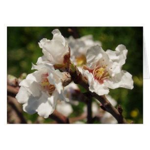 Carte Fleur d'amande