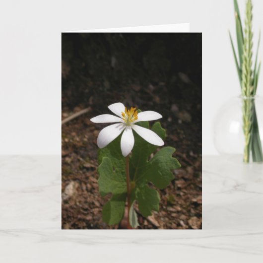 Carte Fleur de Bloodroot (Devant)