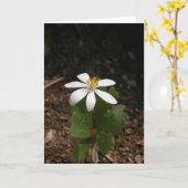 Carte Fleur de Bloodroot (Fleur jaune)