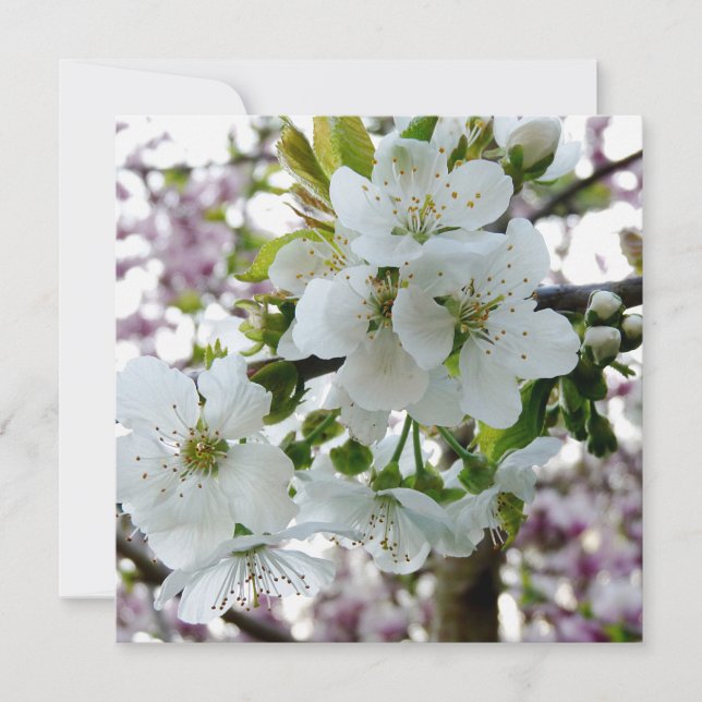 Carte Fleur de cerise (Devant)
