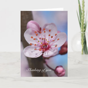 Carte Fleur de cerisier en fleurs Penser à vous