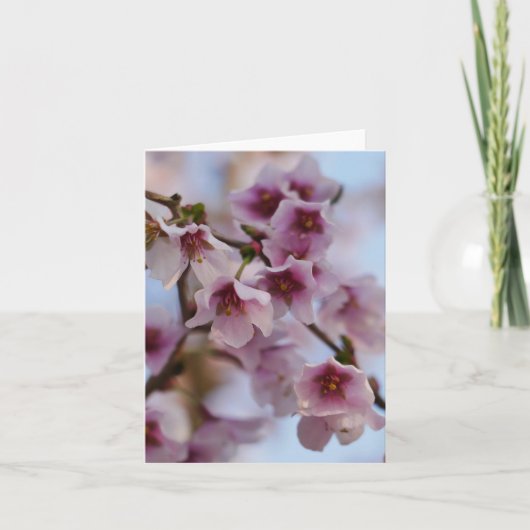 Carte Fleur de cerisier rose (Devant)