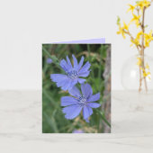 Carte Fleur de Chicorée (Fleur jaune)