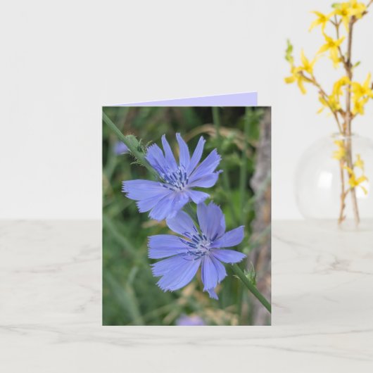 Carte Fleur de Chicorée (Fleur jaune)