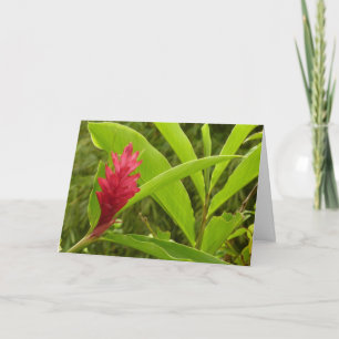 Carte Fleur de Gingembre Rouge (Alpinia) Tropicale