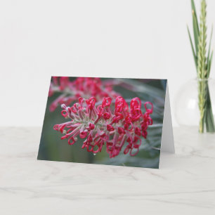 Carte fleur de grevillea