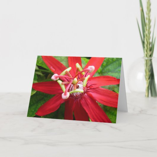 Carte Fleur de la passion rouge (Devant)